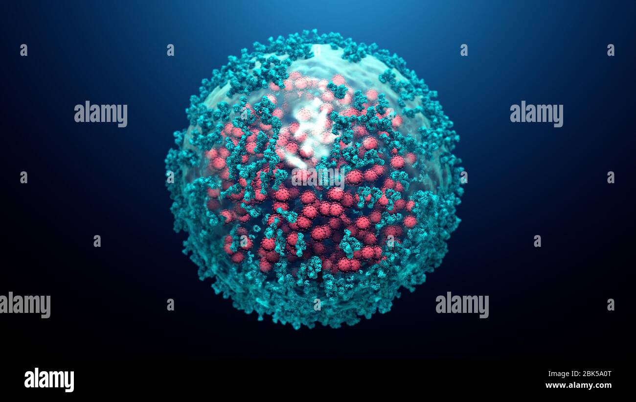 Illustration of antibodies (blue) attaching to a coronavirus (red) infected cell. Antibodies bind to specific antigens, for instance viral proteins displayed on the surface of infected cells, marking them for destruction by phagocyte immune cells. Stock Photo