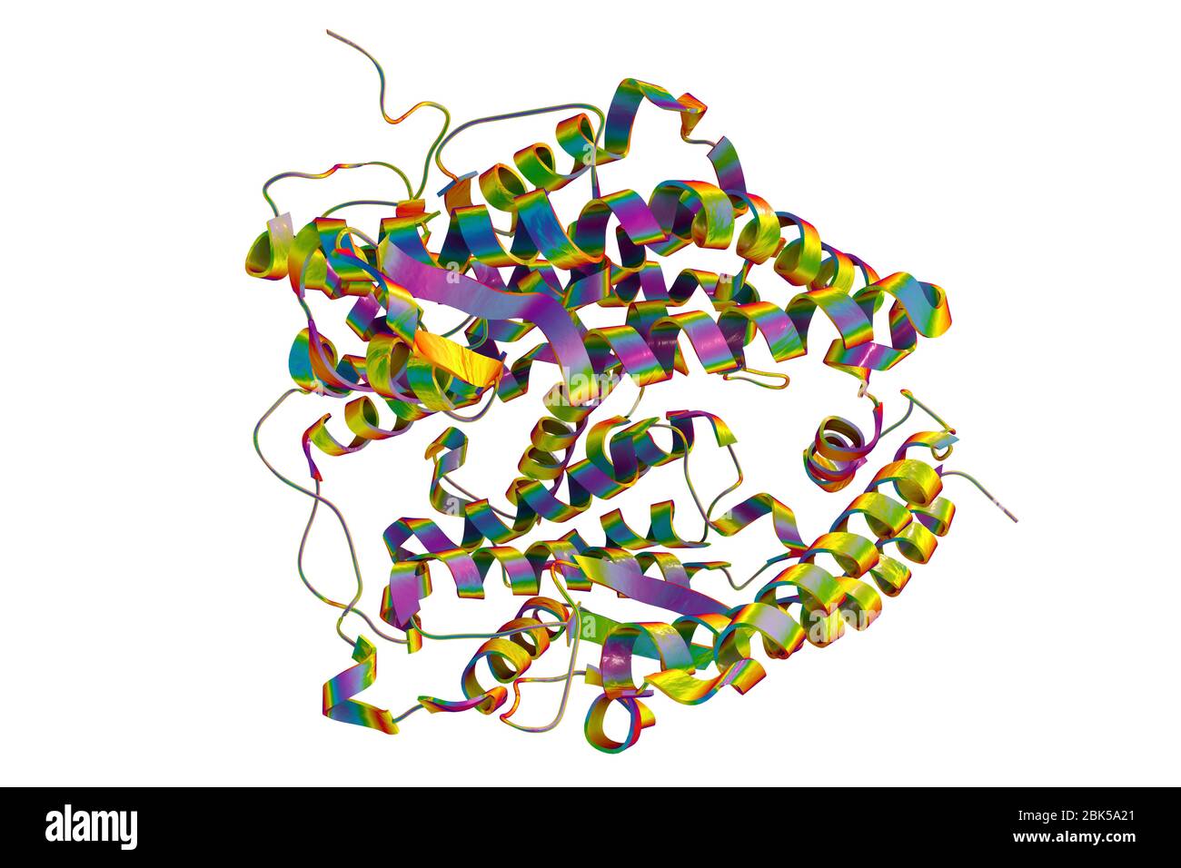 Human ACE2 receptor, computer illustration. The receptor is an angiotensin-converting enzyme 2 (ACE2) type receptor, which is the entry route for all coronavirus particle types. Covid-19, which emerged in Wuhan, China, in December 2019, is a mild respiratory illness that can develop into pneumonia and be fatal in some cases. It is caused by the SARS-CoV-2 (previously 2019-nCoV) coronavirus. Stock Photo