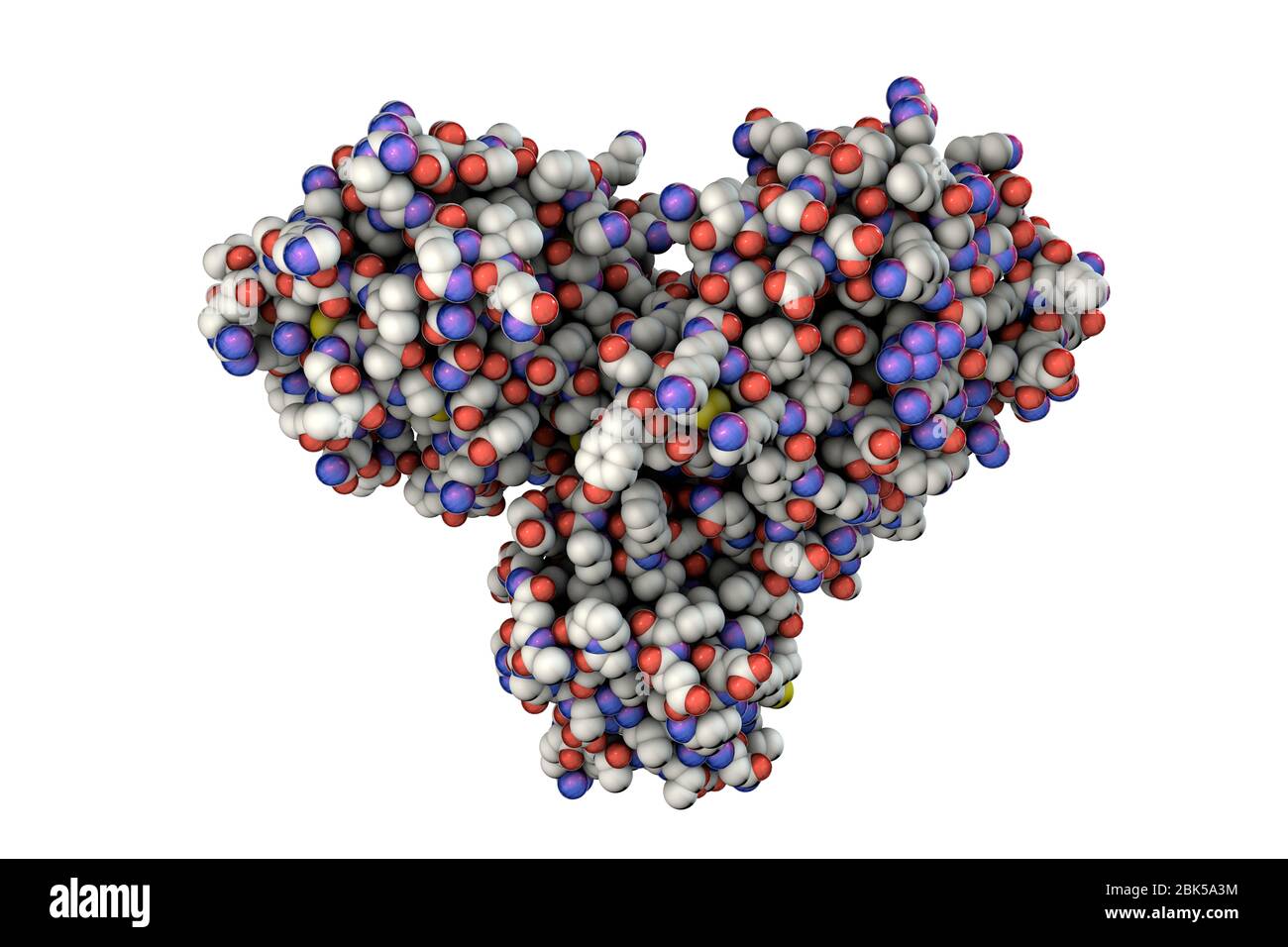 Molecular model of a coronavirus main protease (Mpro). Proteases are
