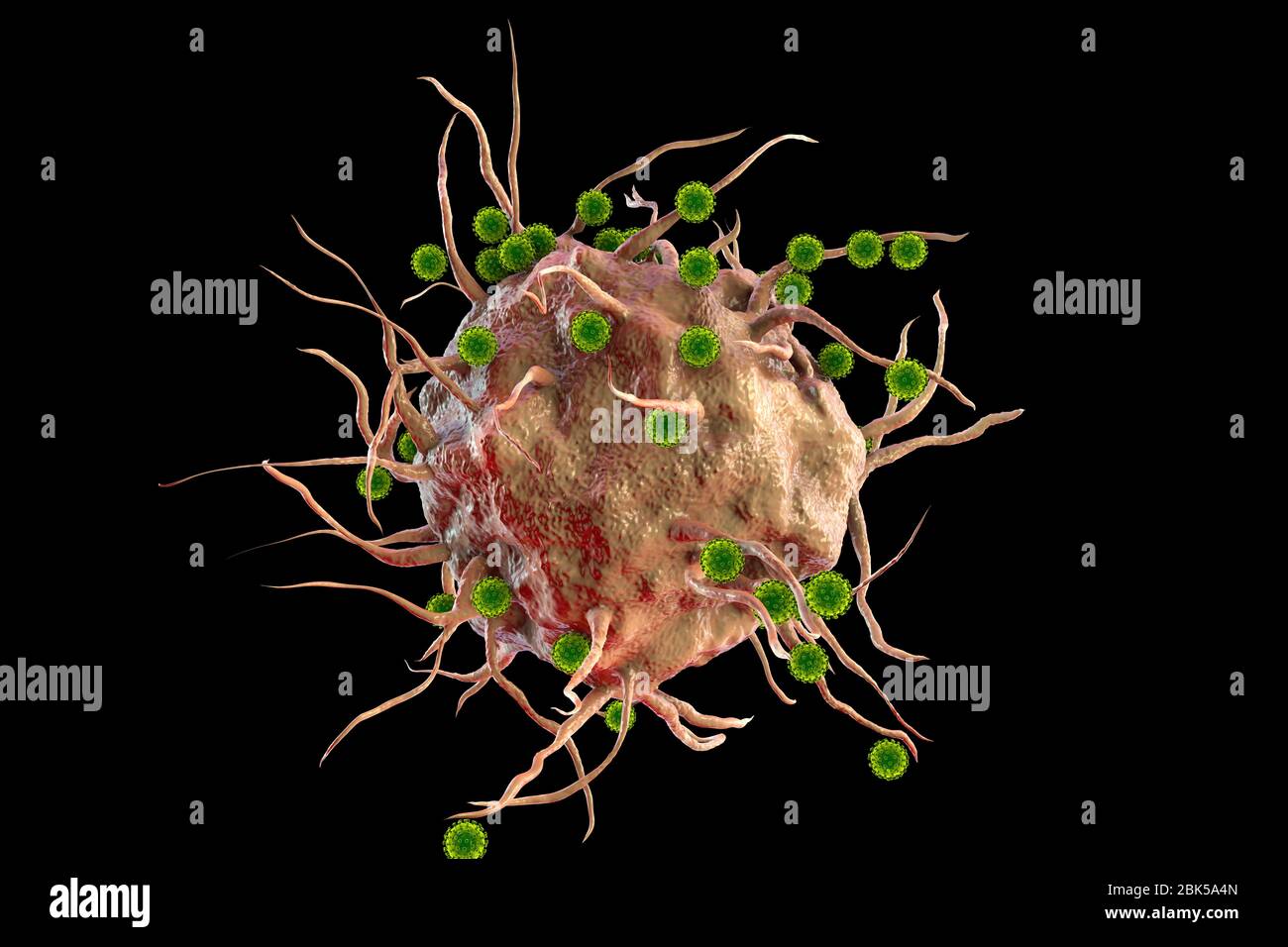 SARS-CoV-2 viruses and immune cell. Conceptual image illustrating antiviral immunity and vaccination. Stock Photo