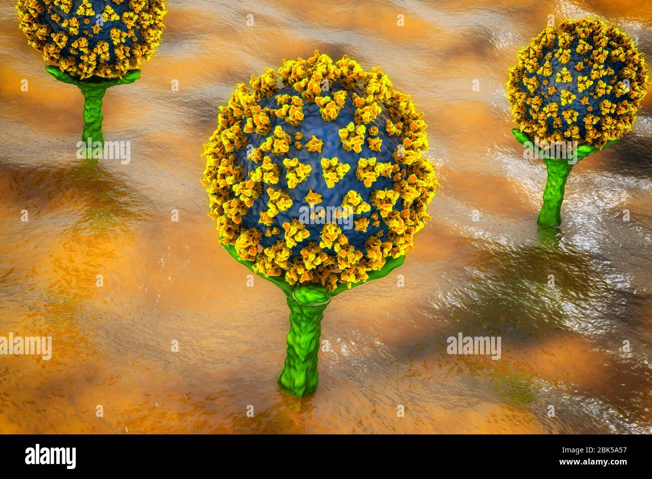 Covid-19 coronavirus binding to human cell, illustration Stock Photo