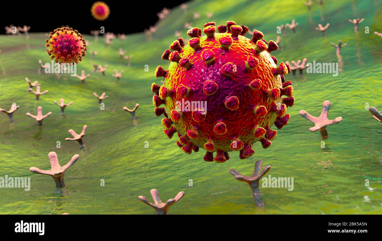 Covid-19 coronavirus binding to human cell, conceptual computer illustration. SARS-CoV-2 coronavirus (previously 2019-nCoV) binding to an ACE2 receptor on a human cell (not to scale). SARS-CoV-2 causes the respiratory infection Covid-19, which can lead to fatal pneumonia. ACE2 (angiotensin-converting enzyme 2) is a membrane-bound aminopeptidase, the key host receptor for the spike glycoprotein of SARS-CoV-2 which serves as initial step in the development of coronavirus infection on a cellular level and a potential target for treatment strategy. Stock Photo