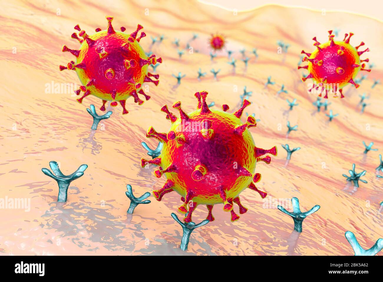 Covid-19 coronavirus binding to human cell, conceptual computer illustration. SARS-CoV-2 coronavirus (previously 2019-nCoV) binding to an ACE2 receptor on a human cell (not to scale). SARS-CoV-2 causes the respiratory infection Covid-19, which can lead to fatal pneumonia. ACE2 (angiotensin-converting enzyme 2) is a membrane-bound aminopeptidase, the key host receptor for the spike glycoprotein of SARS-CoV-2 which serves as initial step in the development of coronavirus infection on a cellular level and a potential target for treatment strategy. Stock Photo