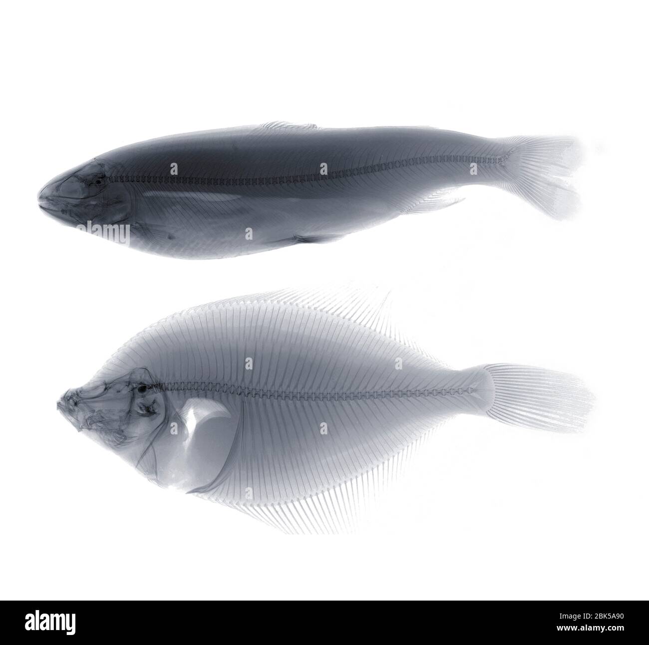 Two fish, X-ray. Stock Photo