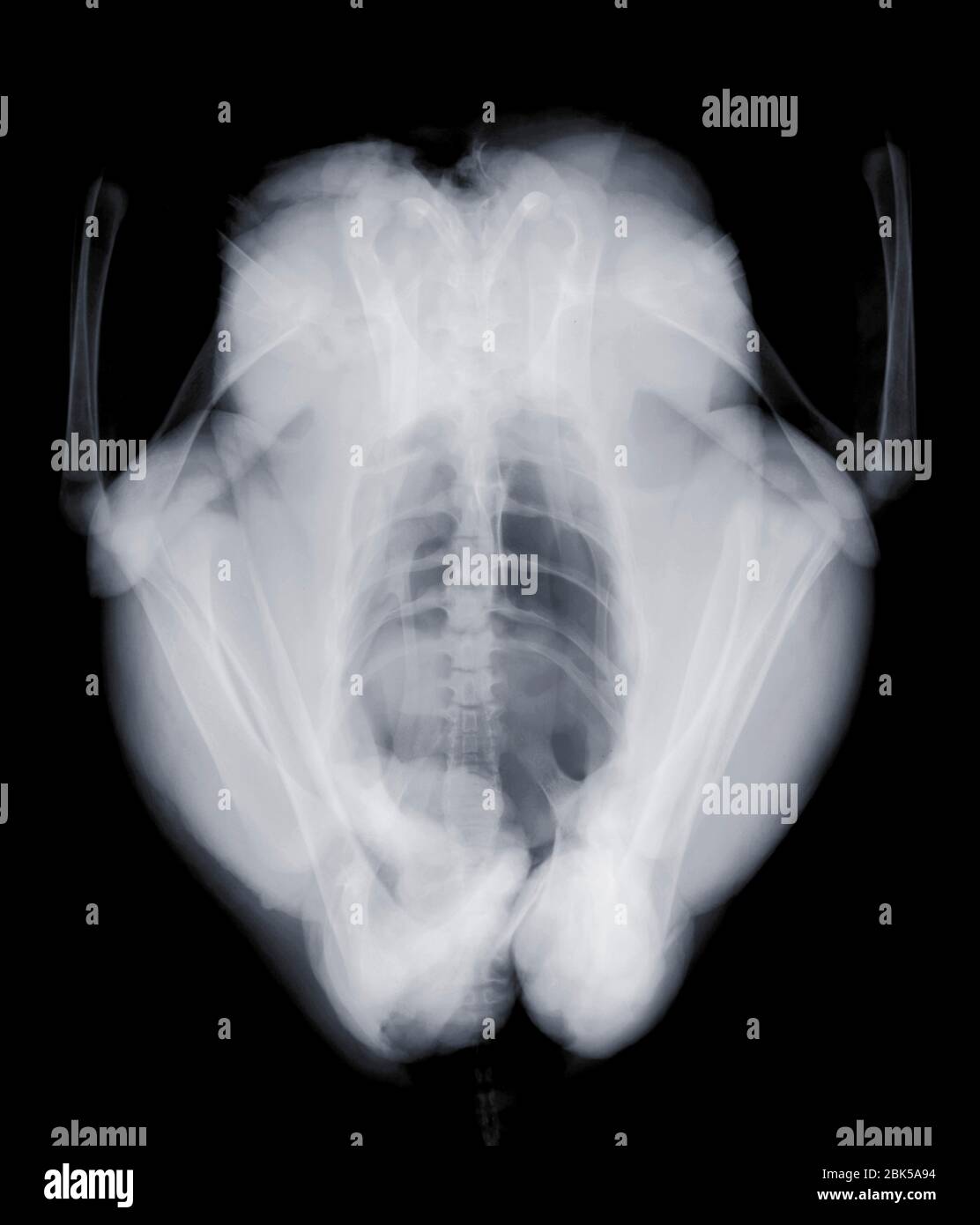 Chicken from above, X-ray. Stock Photo