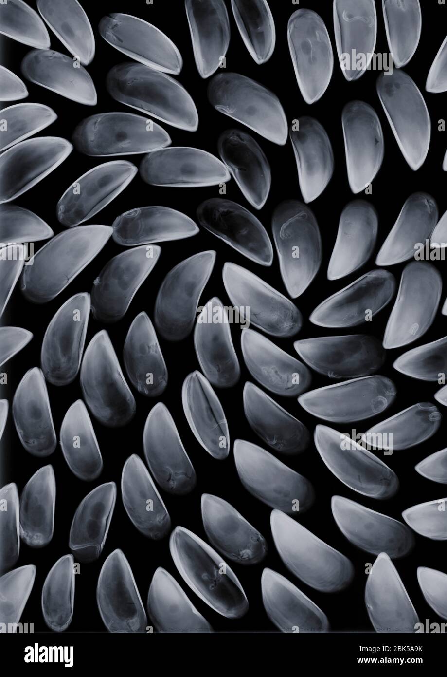Mussels in a swirl, X-ray. Stock Photo