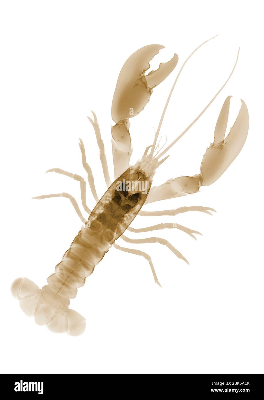 Lobster (Nephrops norvegicus), coloured X-ray. Stock Photo