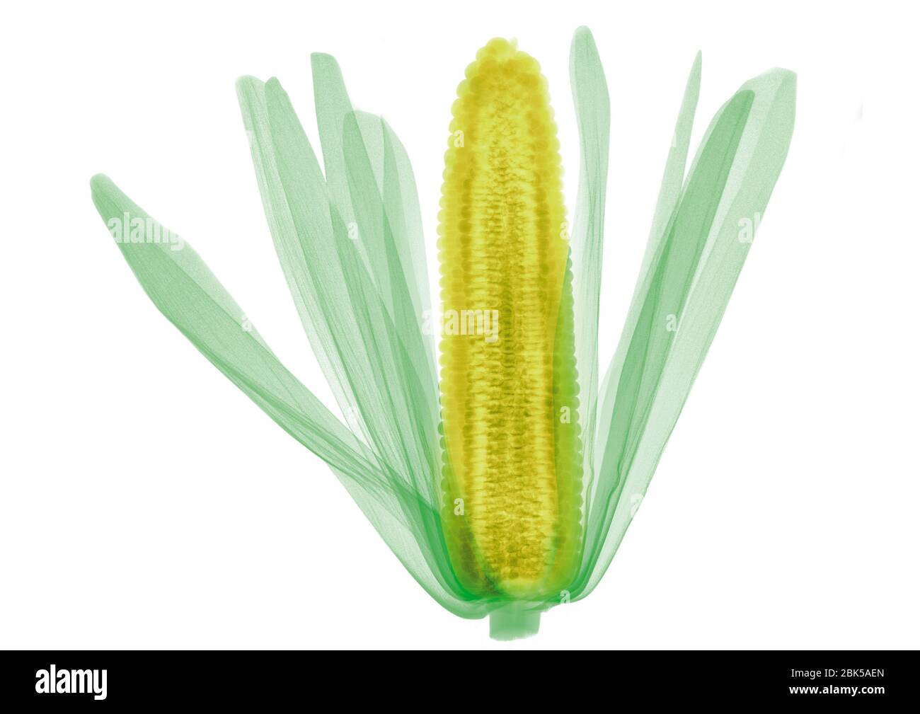 Corn on the cob, coloured X-ray. Stock Photo