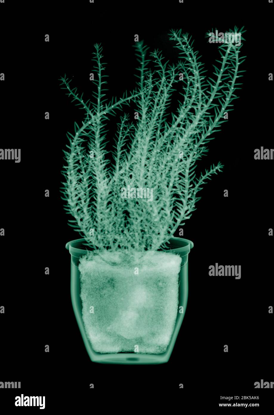 Green fern plant in pot, coloured X-ray. Stock Photo