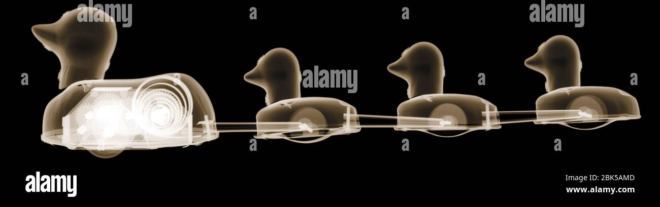 Duck and ducklings, coloured X-ray. Stock Photo