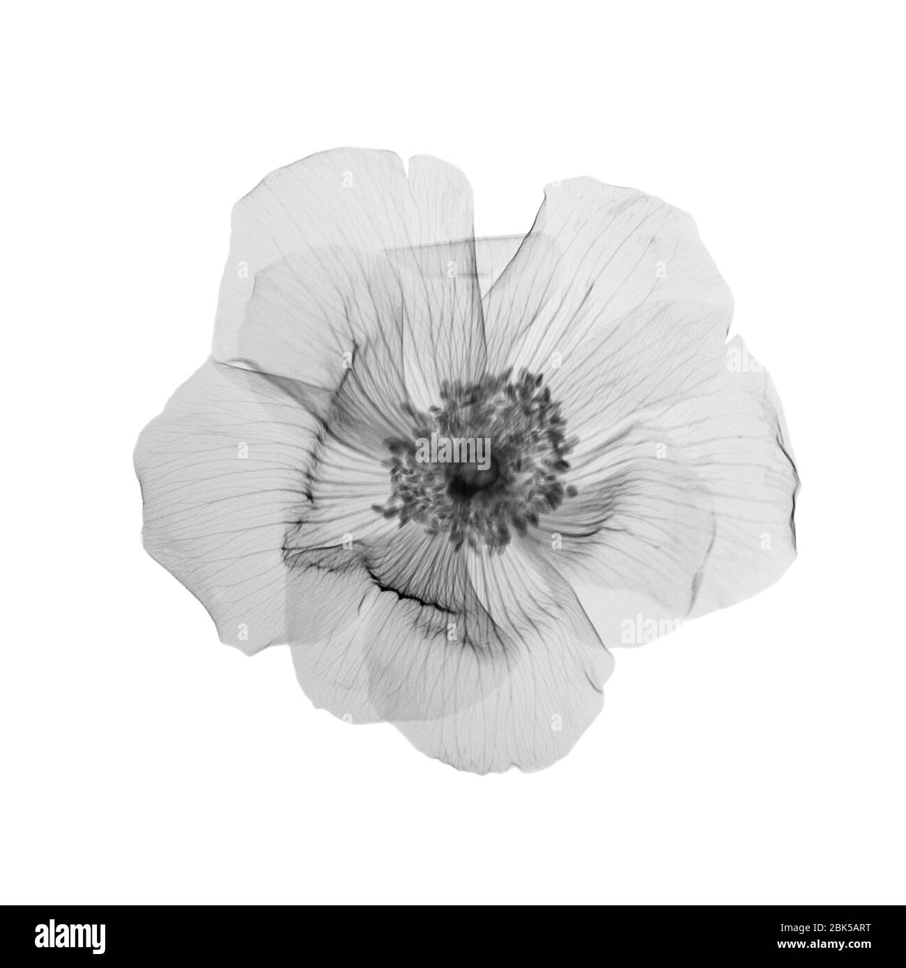 Flower in bloom, X-ray. Stock Photo