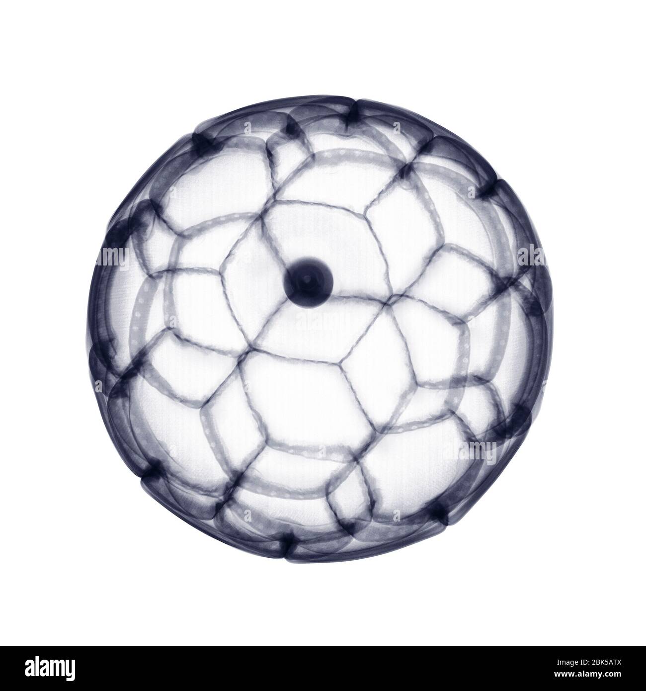 Leather football, X-ray. Stock Photo