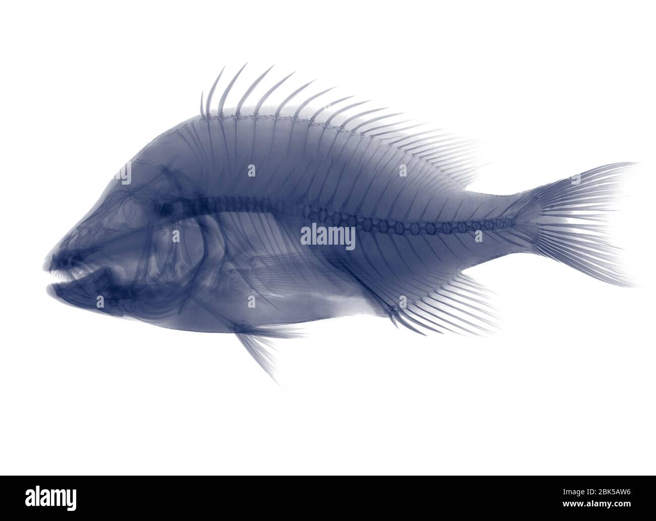 Tilapia fish, X-ray. Stock Photo
