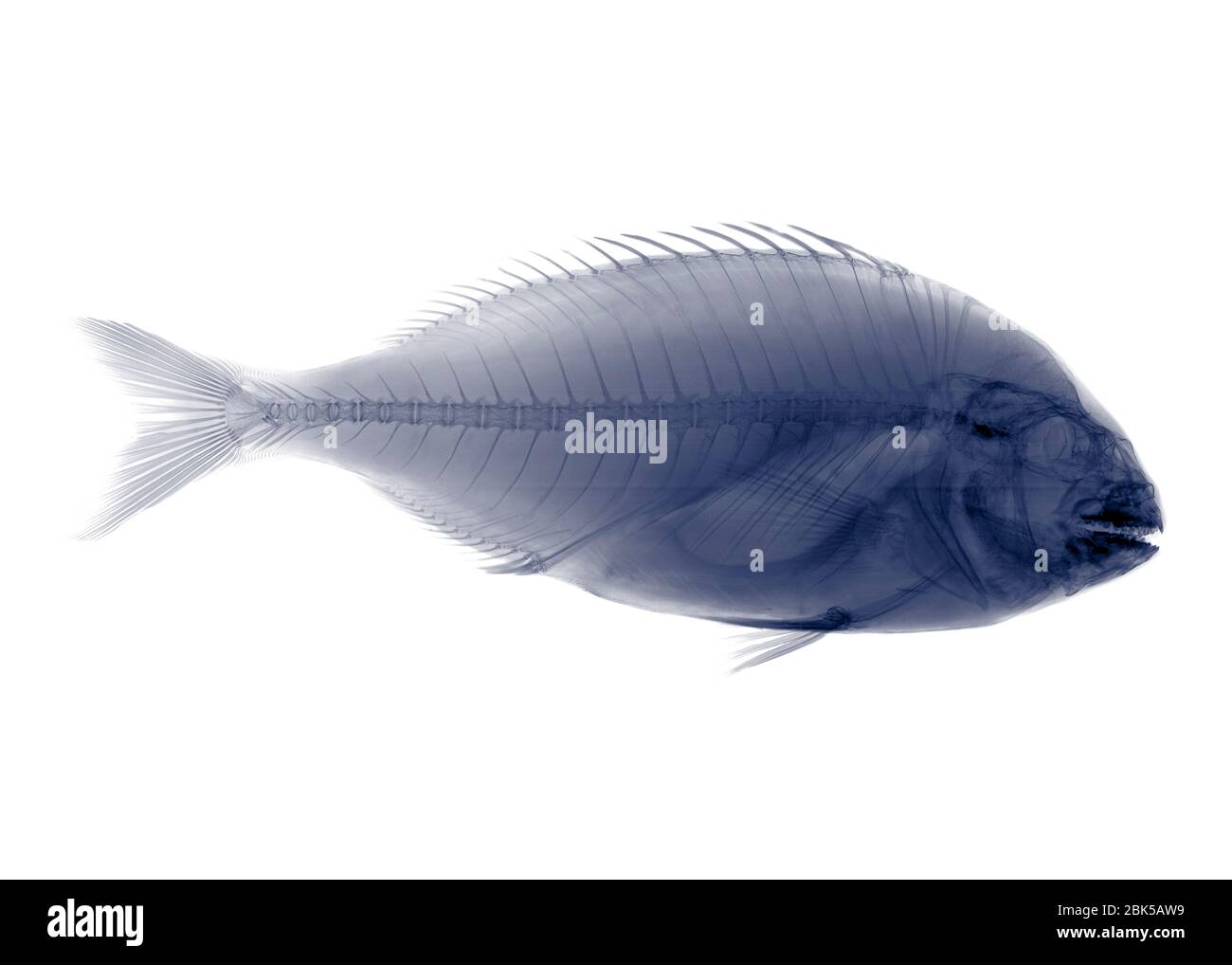 Tilapia fish, X-ray. Stock Photo