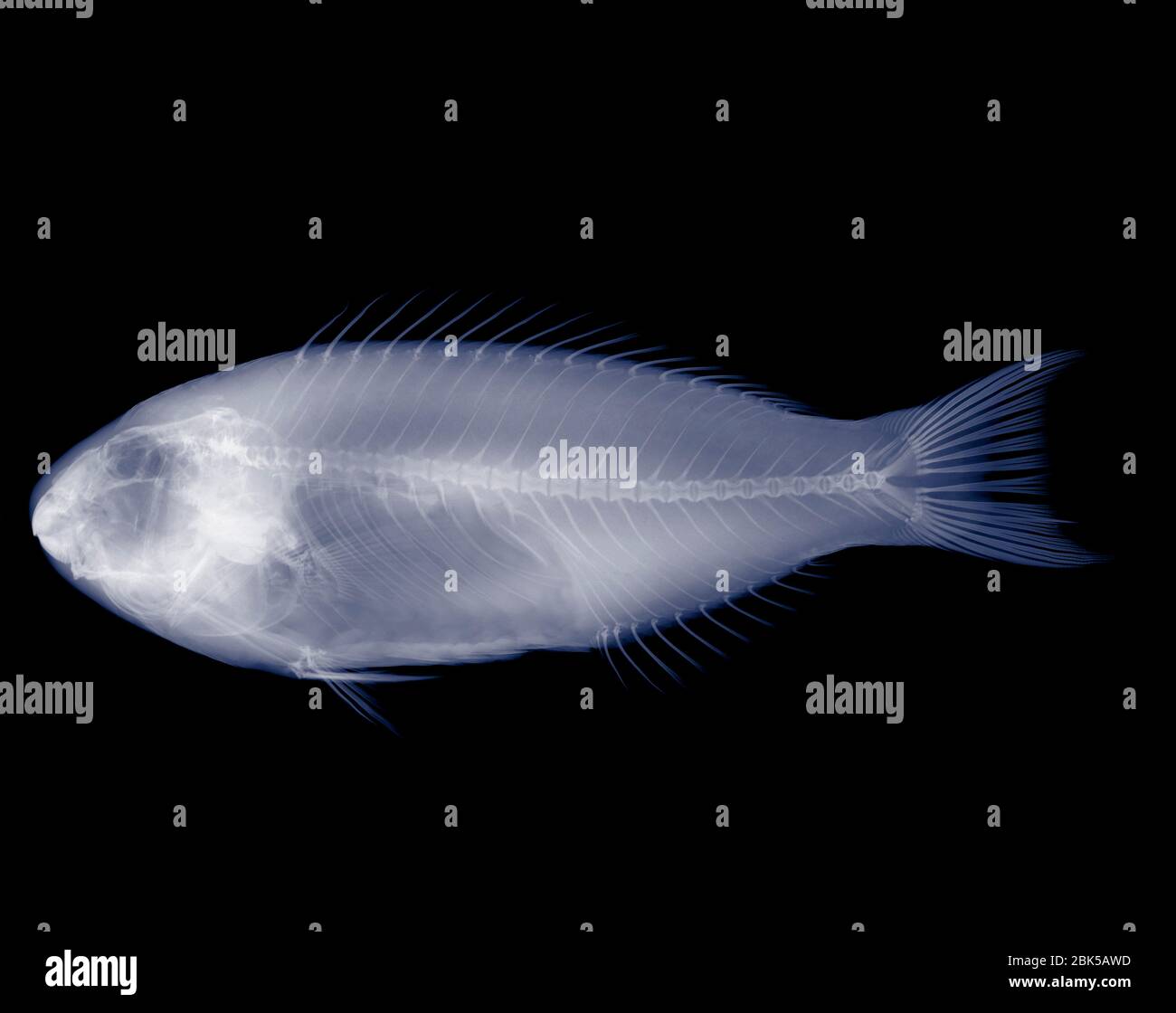 Red snapper, X-ray. Stock Photo