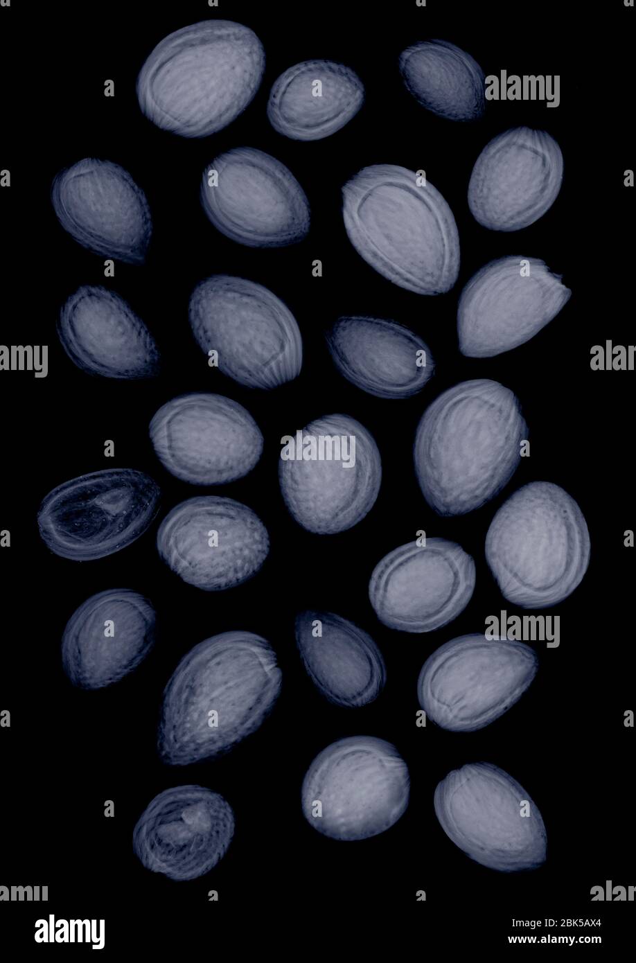 Walnuts, X-ray. Stock Photo