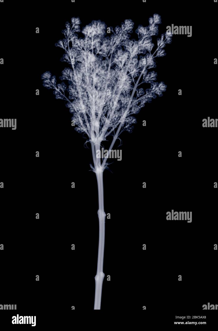 Lilac (Syringa sp.), X-ray. Stock Photo