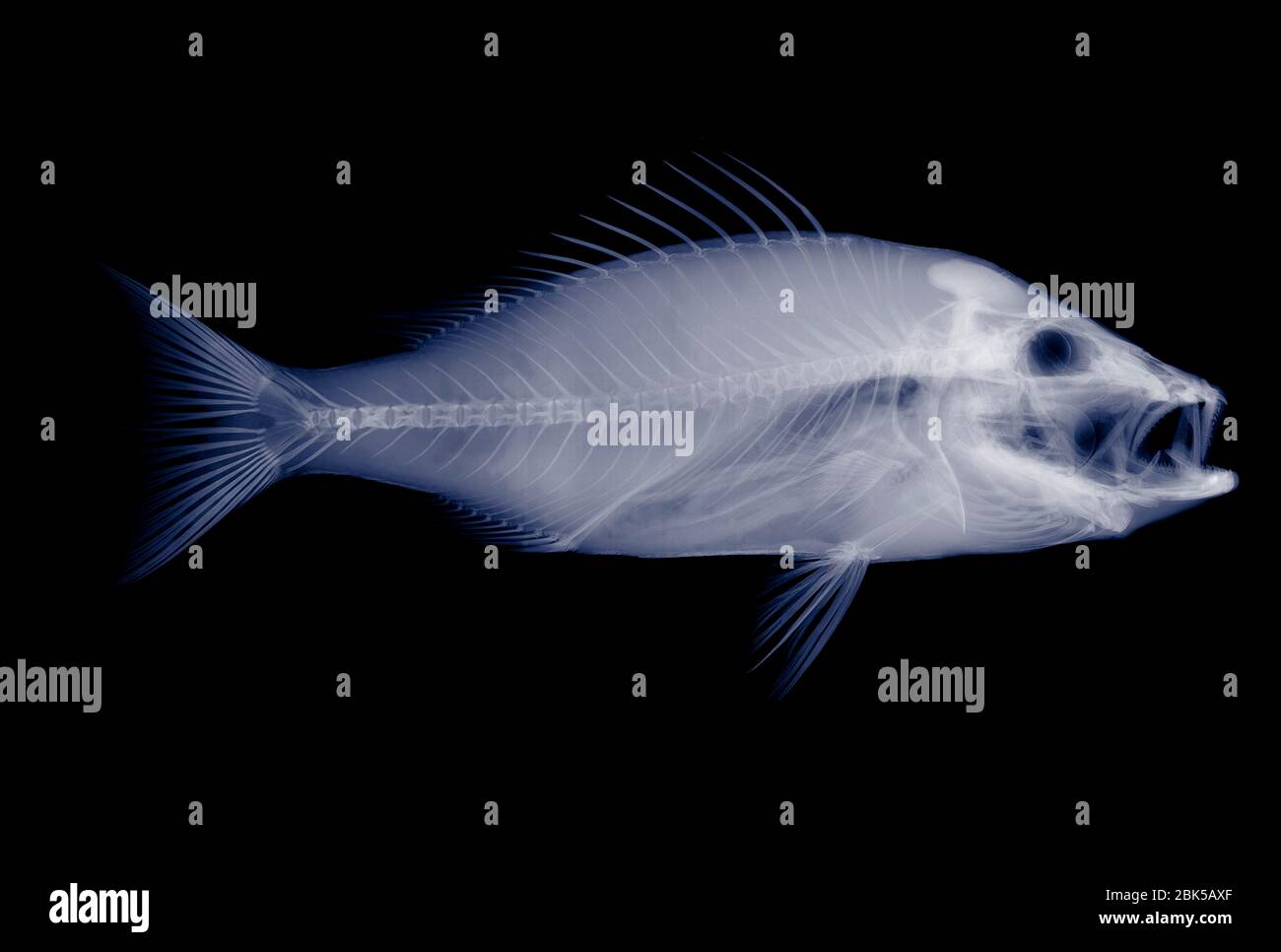 Fish, X-ray. Stock Photo
