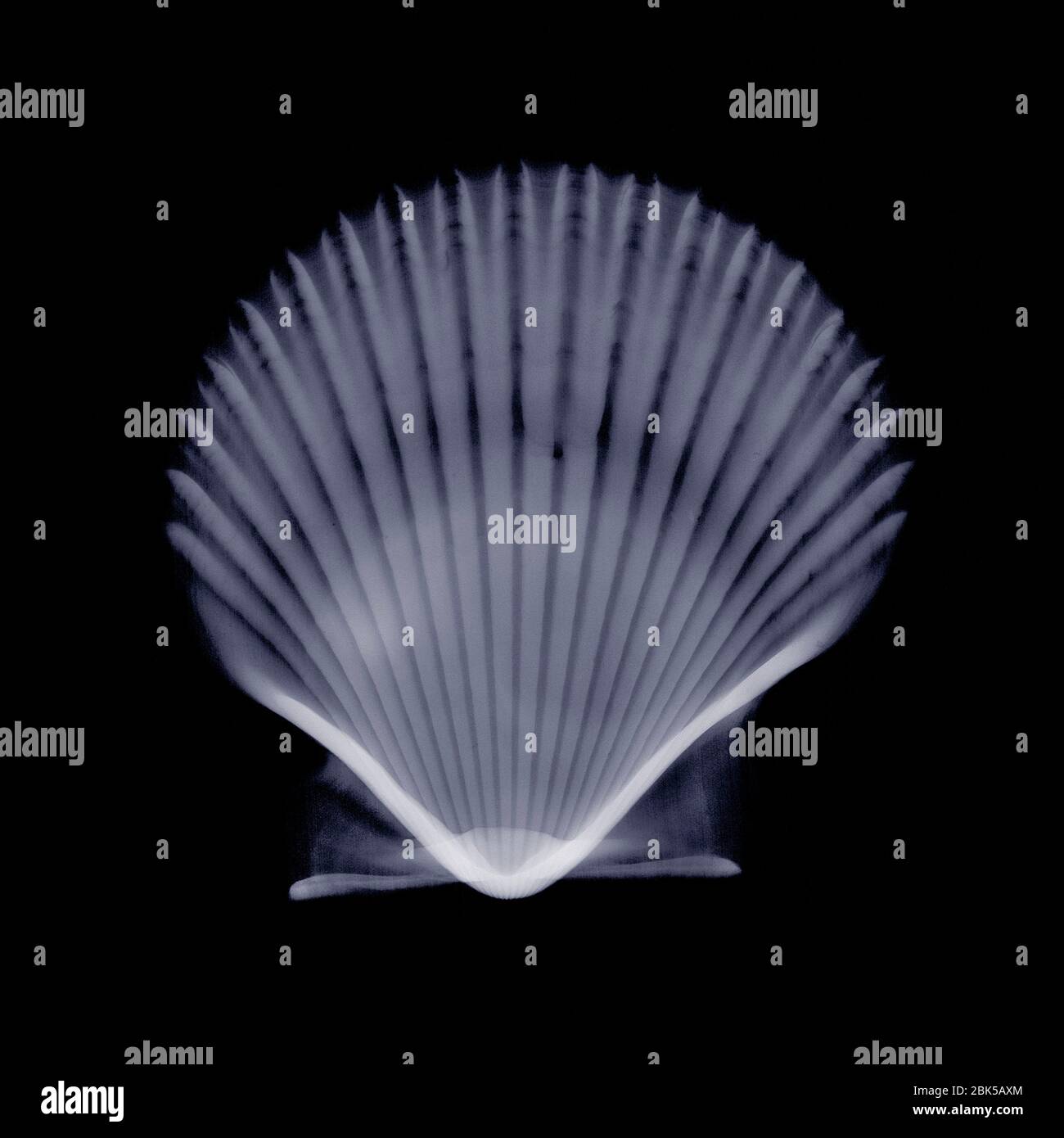Scallop (Chlamys multistriata), X-ray. Stock Photo