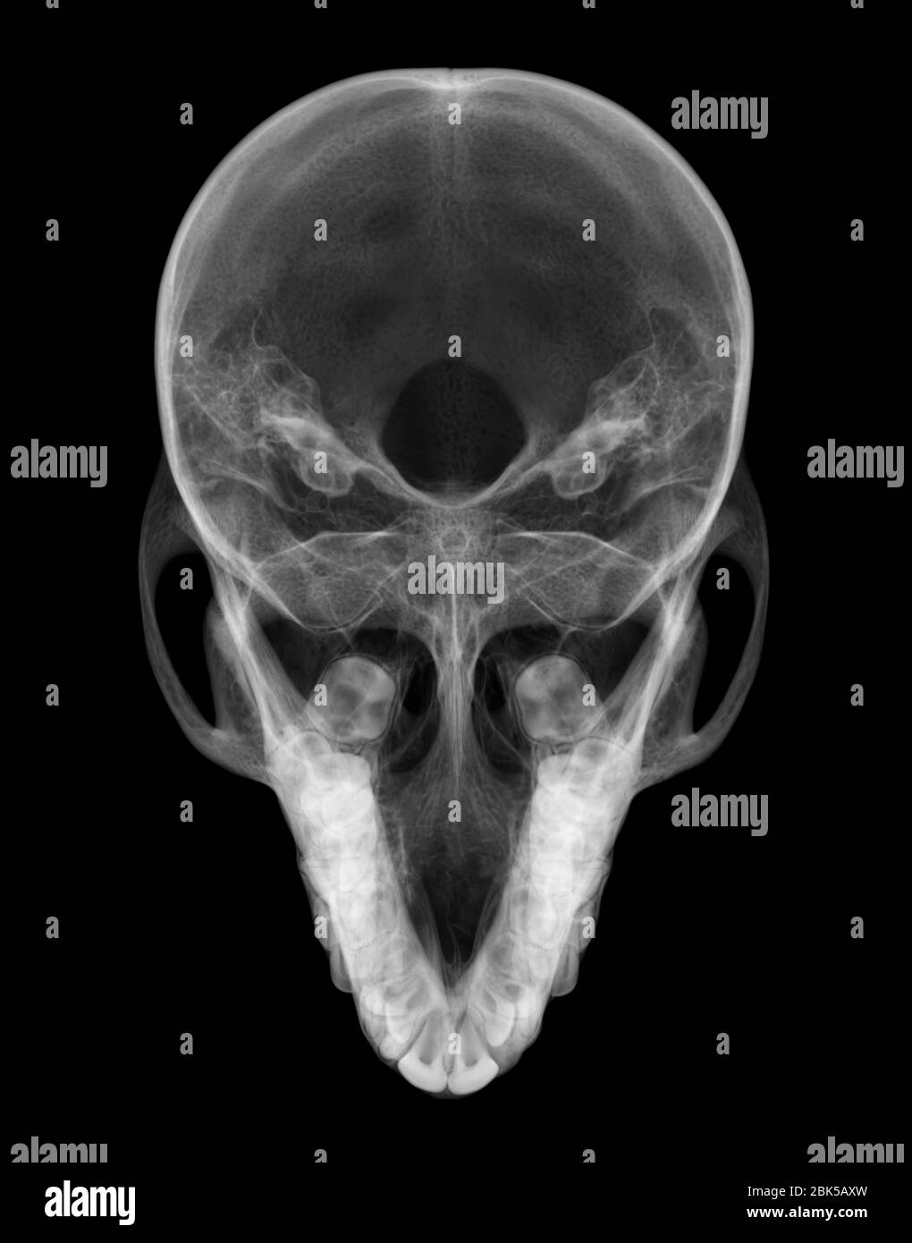 Muskrat skull from above, X-ray. Stock Photo