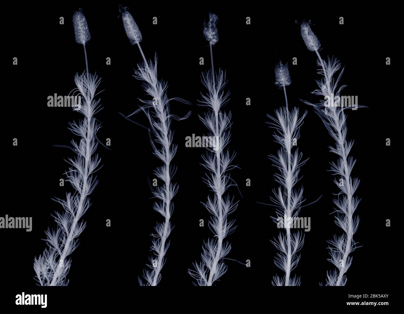 Lavender (Lavandula sp.), X-ray. Stock Photo