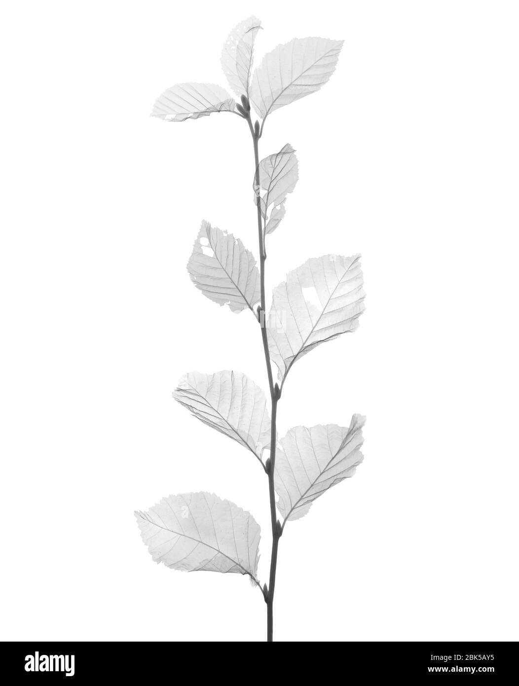 Beech leaves (Fagus sp.), X-ray. Stock Photo