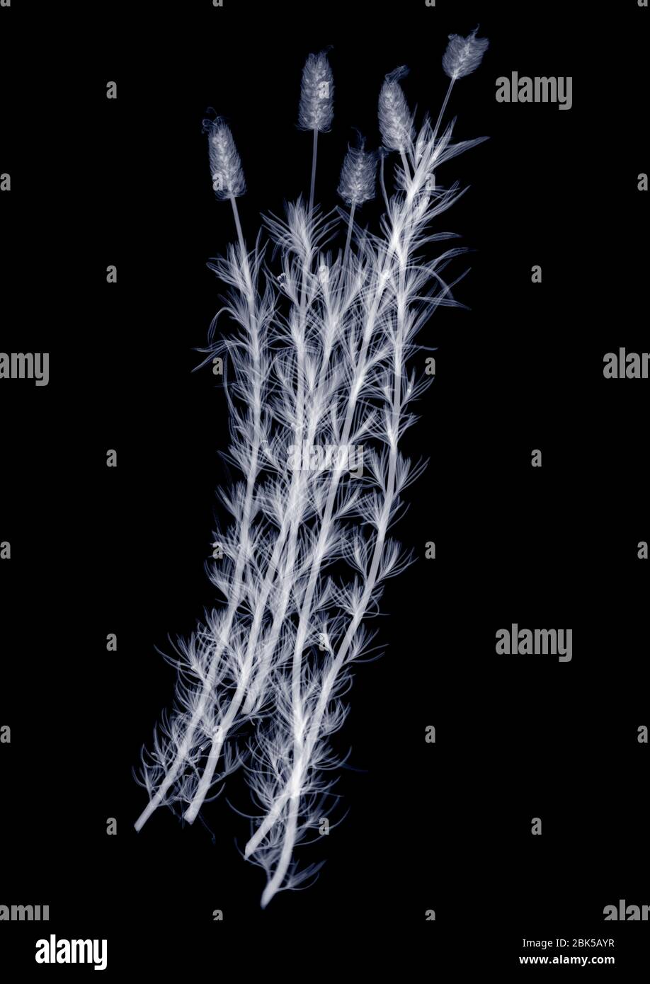 Lavender (Lavandula sp.), X-ray. Stock Photo