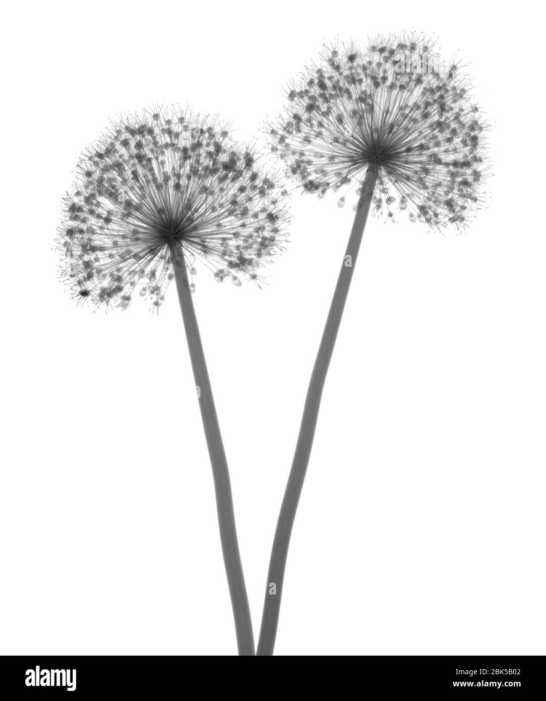 Black and white alliums Cut Out Stock Images & Pictures - Alamy