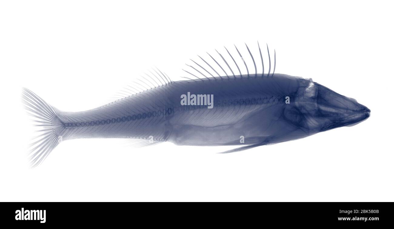Fish, X-ray. Stock Photo