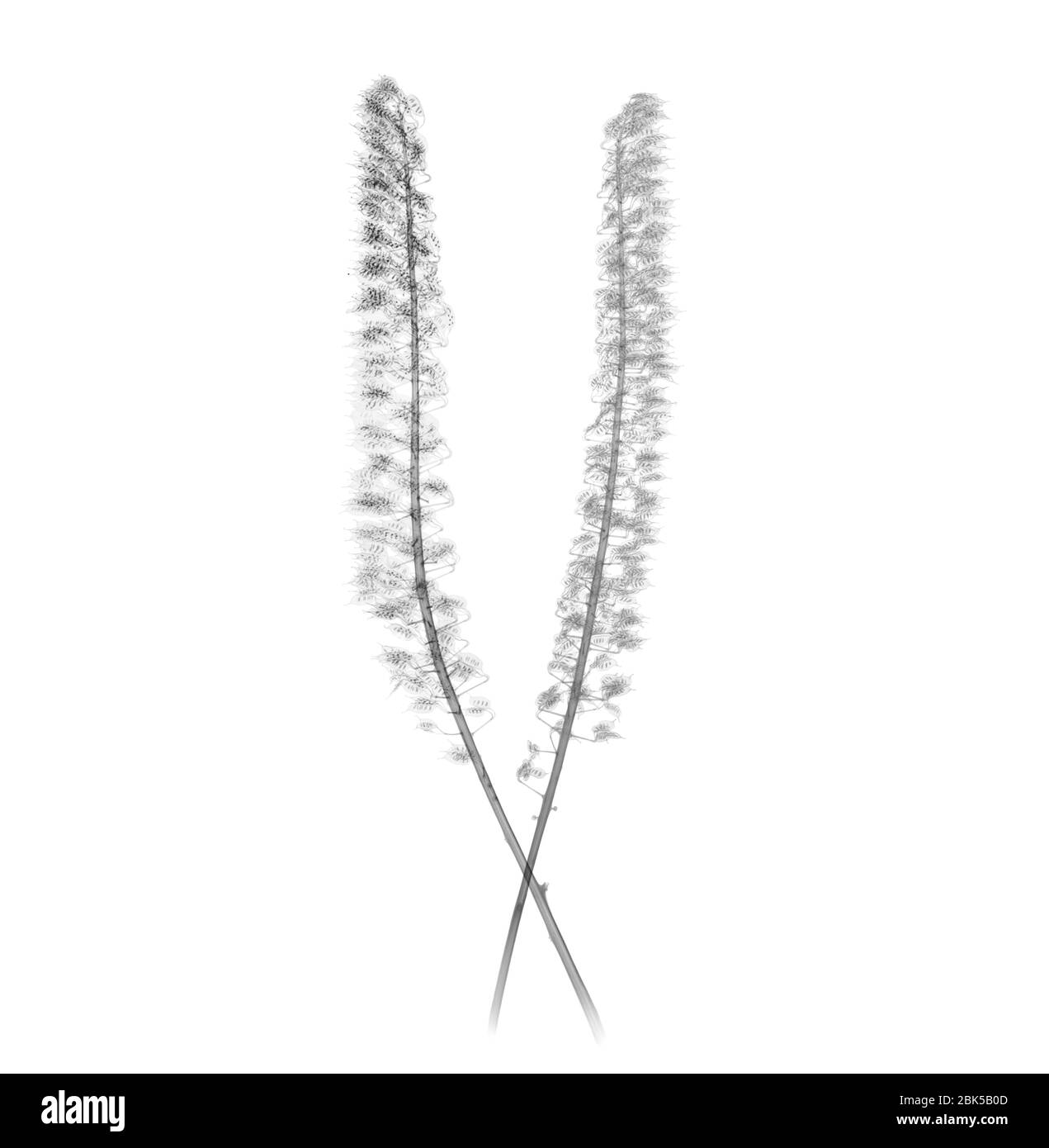 Two bugbane (Actaea simplex) plants, X-ray. Stock Photo