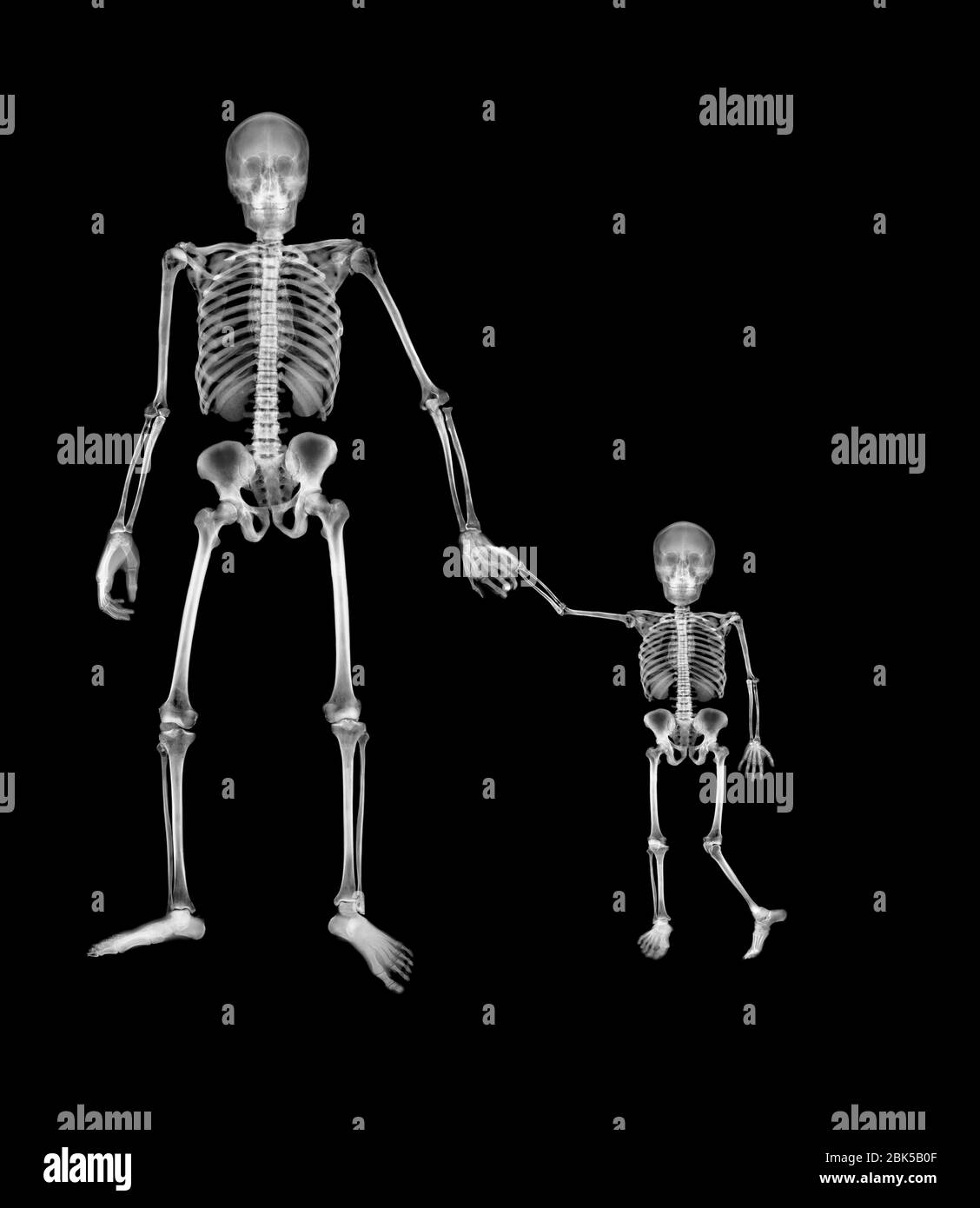 Adult and child holding hands, X-ray. Stock Photo