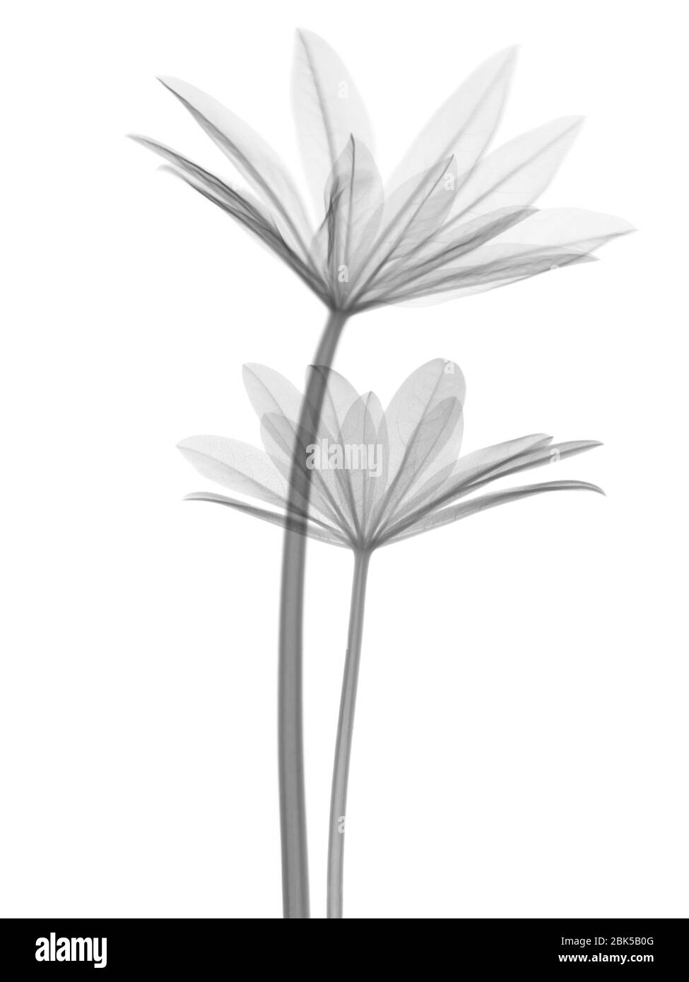 Lupin (Lupinus sp.) leaves, X-ray. Stock Photo