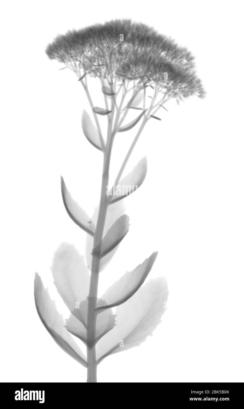 Stonecrop (Sedum sp.), X-ray. Stock Photo