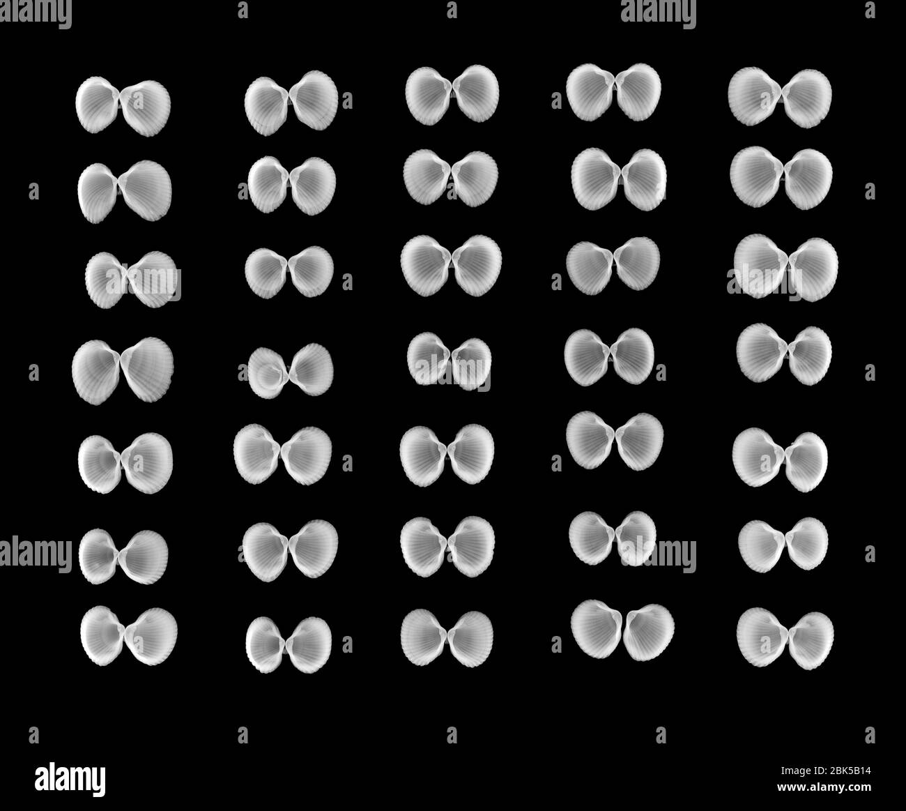 Open shells that look like butterflies, X-ray. Stock Photo