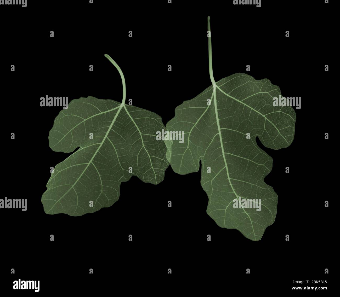 Two green fig (Ficus carica) leaves overlapping, coloured X-ray. Stock Photo