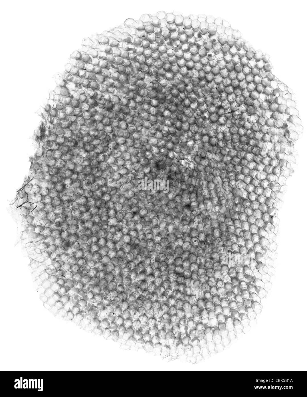 Honeycomb, X-ray. Stock Photo