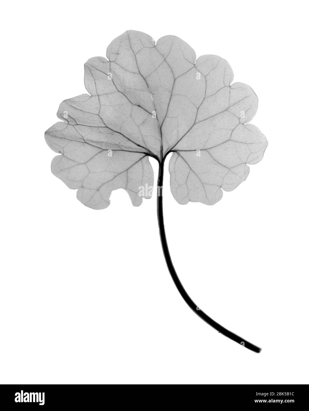 Cranesbill leaf, (Geranium sp.), X-ray. Stock Photo