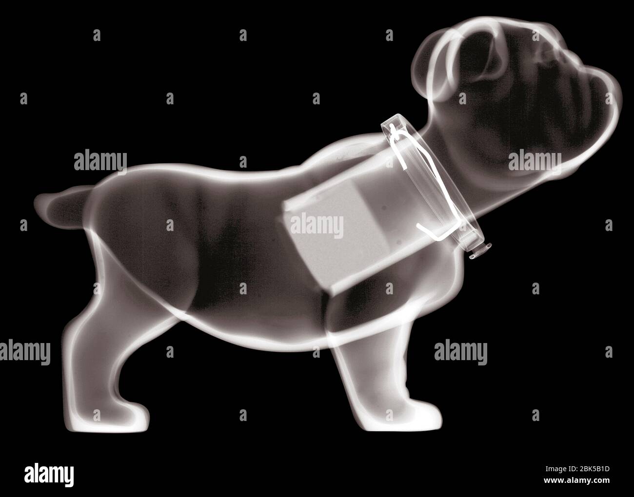 Plastic nodding bulldog, X-ray. Stock Photo