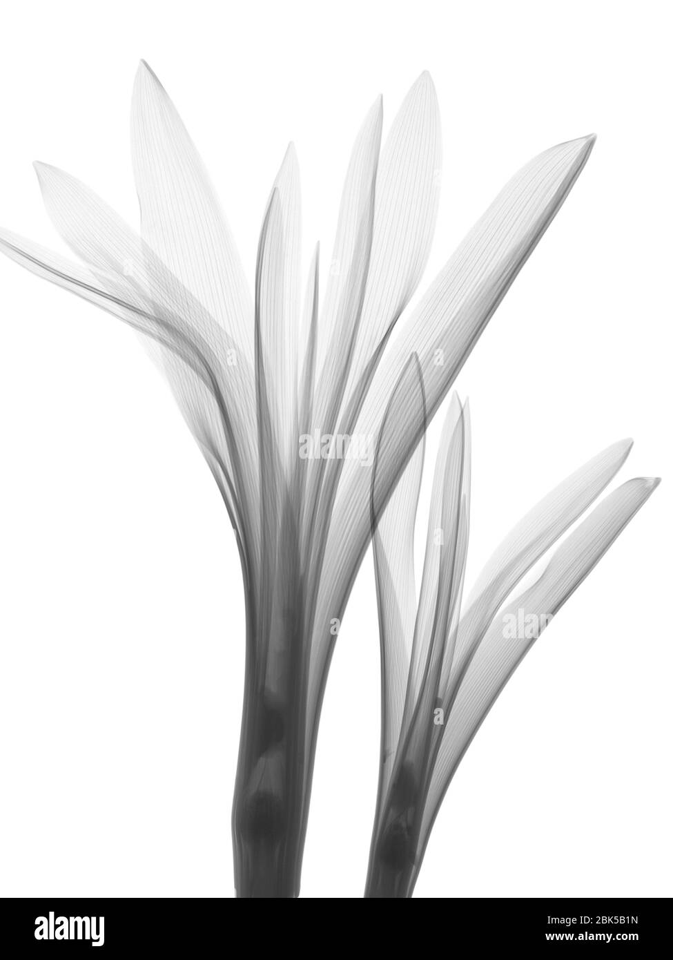 Tulip (Tulipa sp.), X-ray. Stock Photo