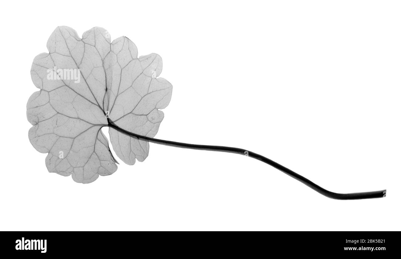Cranesbill leaf, (Geranium sp.), X-ray. Stock Photo