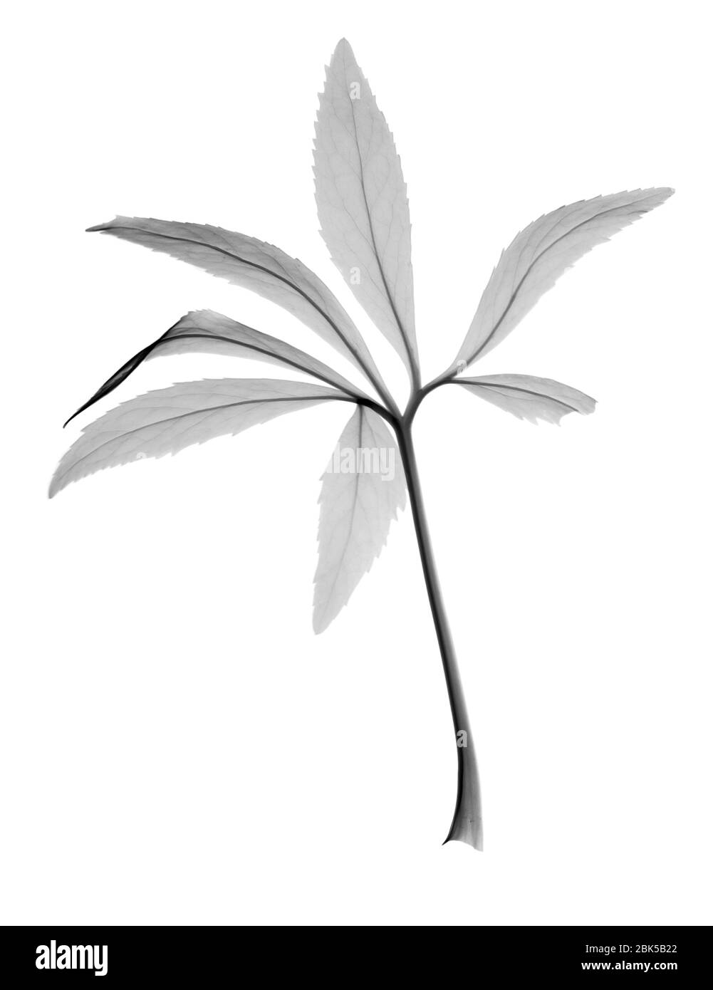 Christmas rose (Helleborus sp.), X-ray. Stock Photo