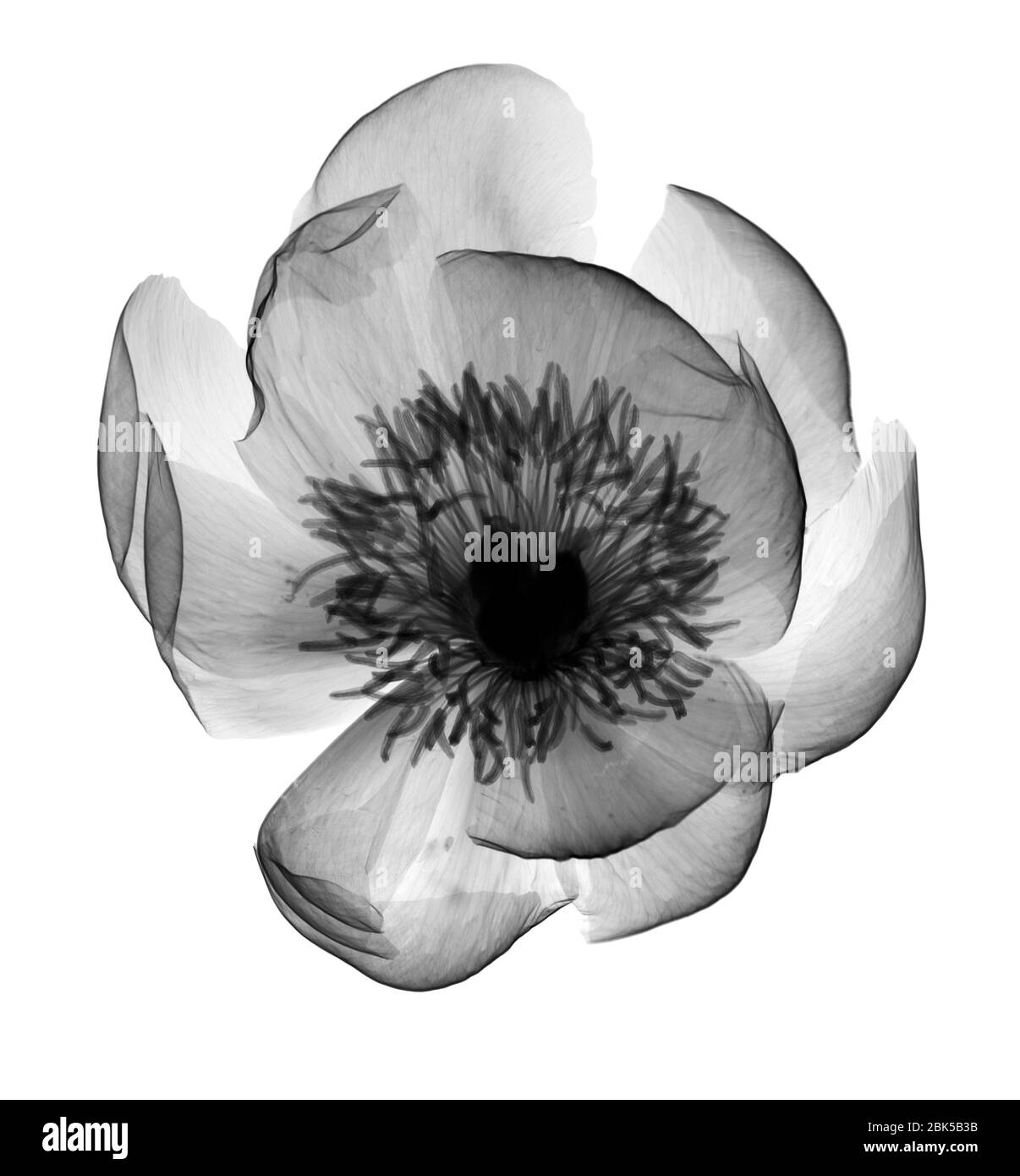 Peony (Paeonia sp.), X-ray. Stock Photo