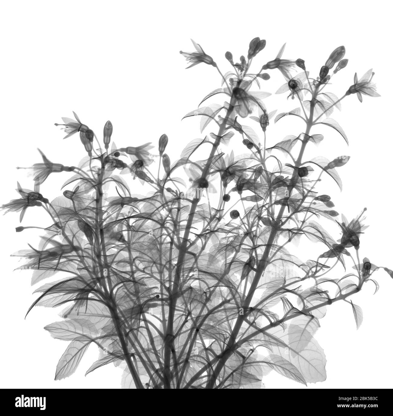 Fuchsia bush, X-ray. Stock Photo