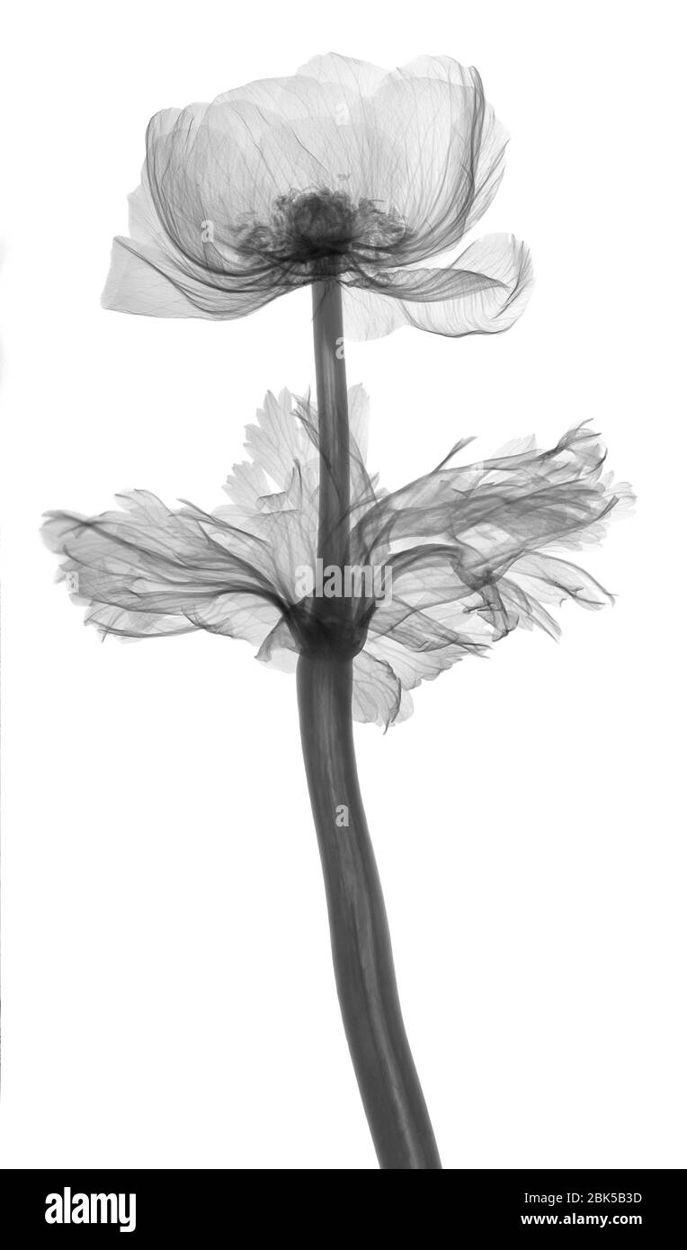 Wild flower (Anemone sp.), X-ray. Stock Photo