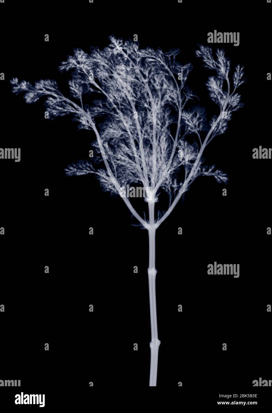 Lilac (Syringa sp.), X-ray. Stock Photo