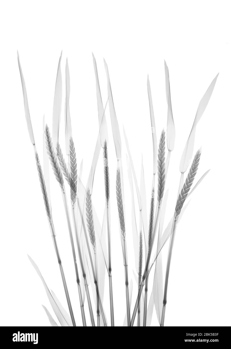 Wheat, X-ray. Stock Photo