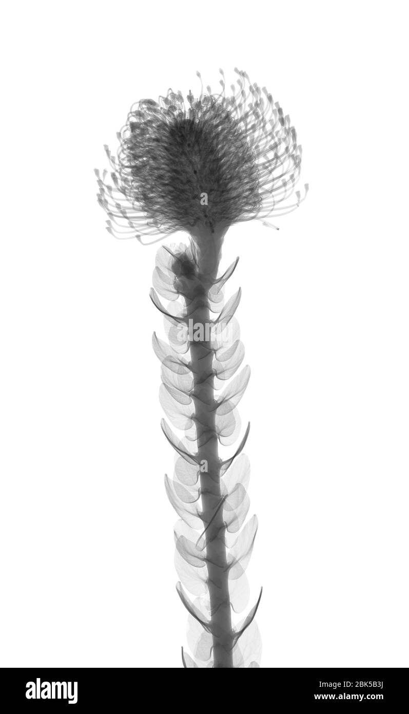 Pincushions (Leucospermum sp.), X-ray. Stock Photo
