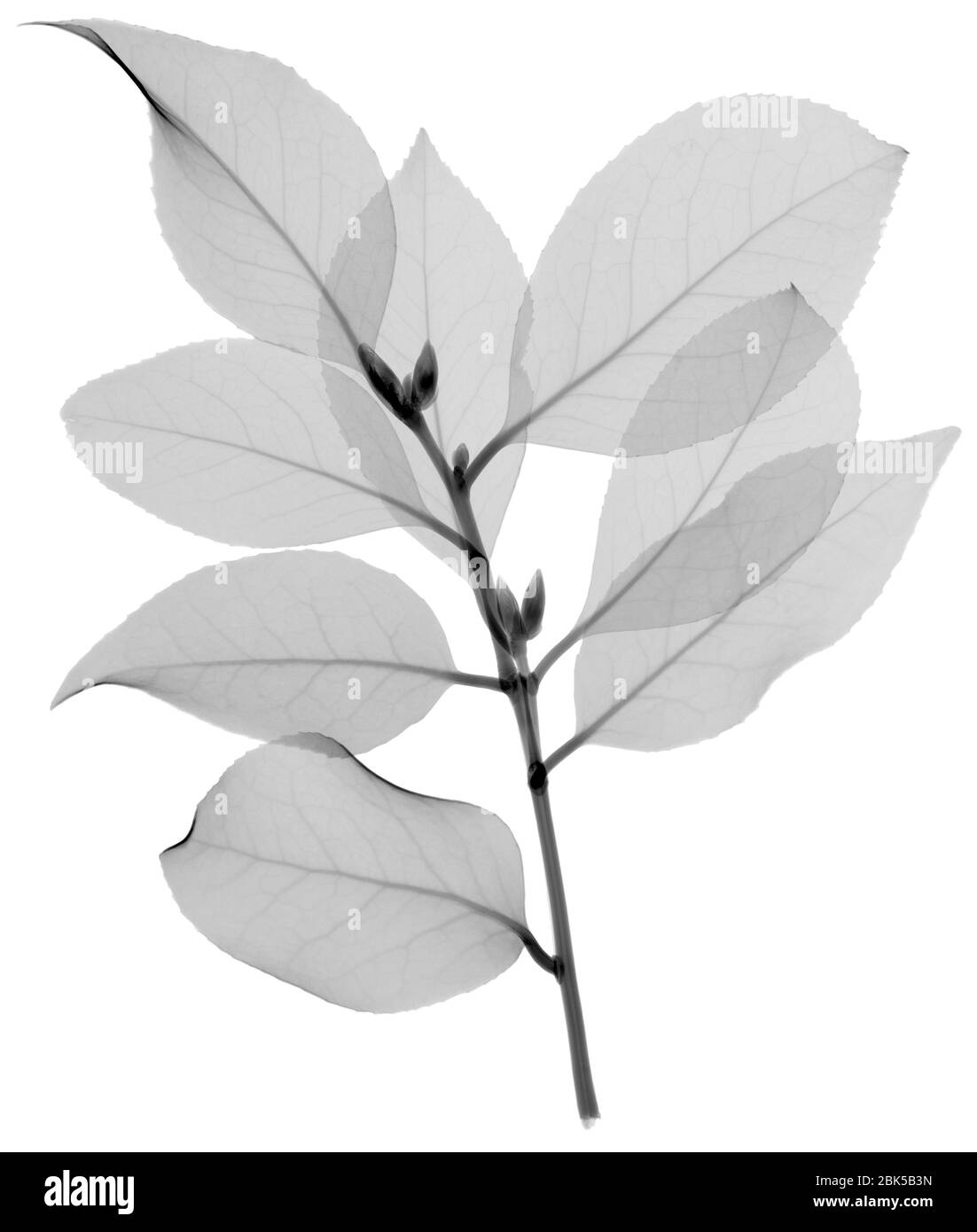 Viburnum leaves, X-ray. Stock Photo