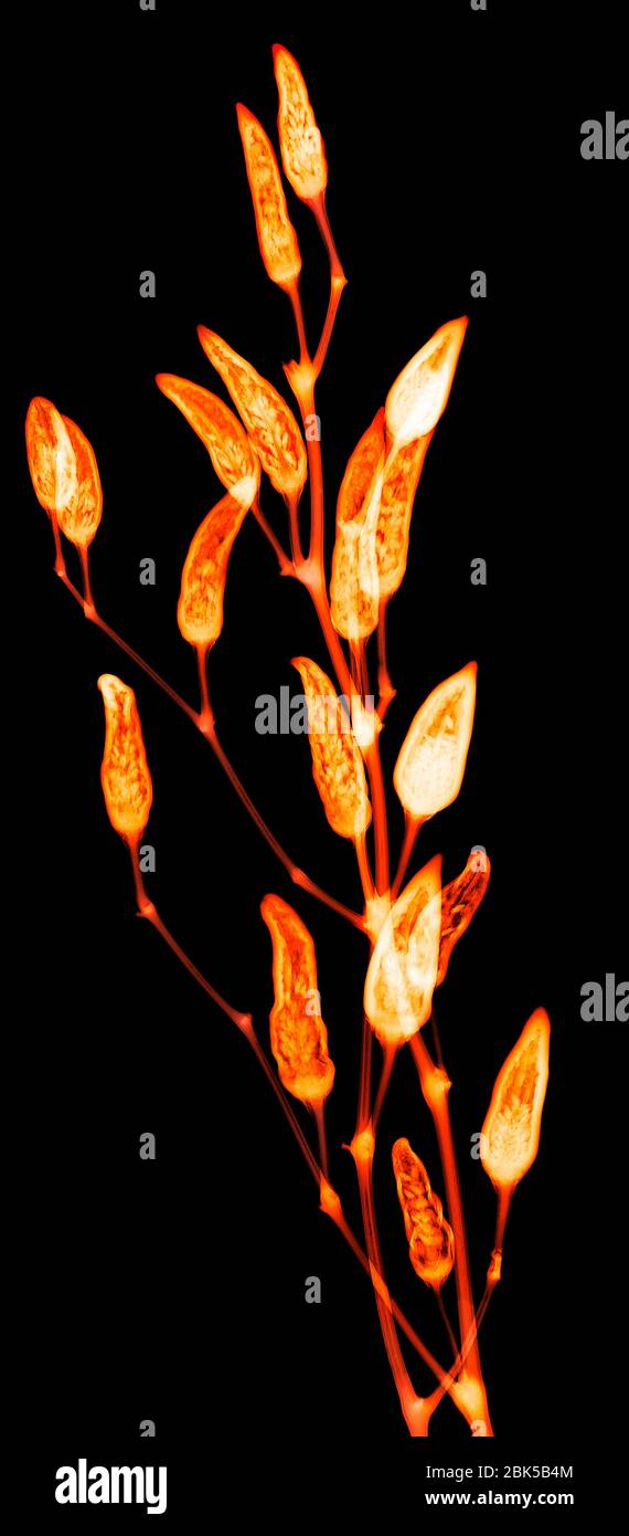 Ornamental chillies, coloured X-ray. Stock Photo