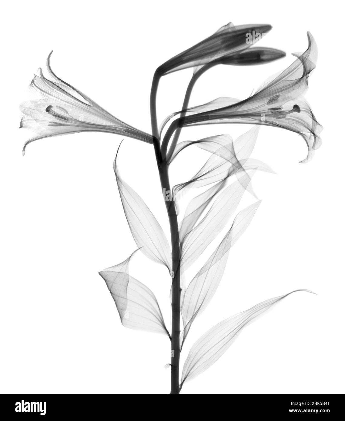 Lily (Lilium longiflorum), X-ray. Stock Photo